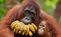 Orangutan