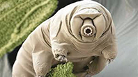 Tardigrada
