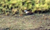 Timsahtan Kurtulan Zebra