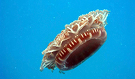 Zehirli Denizanası