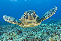 Caretta Caretta