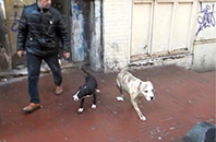 D&ouml;v&uuml;ş K&ouml;pekleri