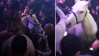 Gece Kul&uuml;b&uuml;nde At Krizi