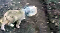 Kafası Bidona Sıkışan Yavru K&ouml;pek Kurtarıldı