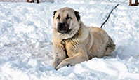 Kangal K&ouml;peği
