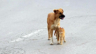 Kedi-Köpek Dostluğu