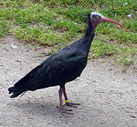 Kelaynak