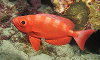 Mandagöz Balığı