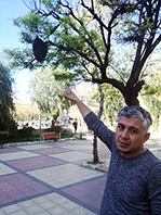 Arılar, Parktaki Ağaca Oğul Verdi