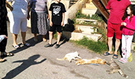 Bodrum'da Kedi Katliamı