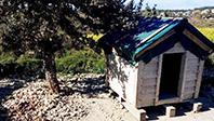 &Ccedil;eşme'de K&ouml;pek Katliamı