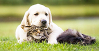 Kedi-K&ouml;pek Dostluğu