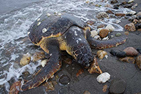 &Ouml;ld&uuml;r&uuml;len Caretta