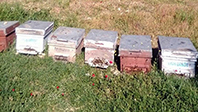 Arı Kovanları