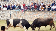 Milas'ta Boğa G&uuml;reşi Festivali