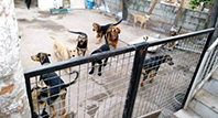 Selma Koldaş'ın K&ouml;pekleri