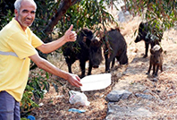Bodrum'da Yaban Domuzları