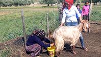 Şenyayla