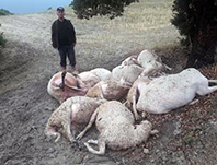 &Uuml;lk&uuml;, Z&uuml;lfikar