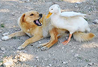 Viki ile &Ccedil;arli