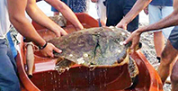 Yaralı Caretta Caretta Kurtarılamadı