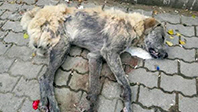 Zehirlenen K&ouml;pek