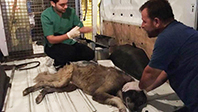 Çuval İçinde Bulunan Köpek Kurtarıldı