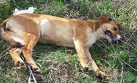 Zehirlenen Bir K&ouml;pek