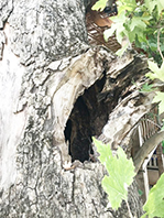 Bir Anıt Ağaç