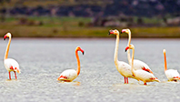 Flamingolar Burdur'a Geri D&ouml;nd&uuml;