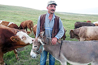 İşkence Gören Eşekler Korumada