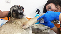 İzmir'de Polisin Vurduğu Takoz Köpek