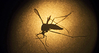 Zika - Sivrisinek
