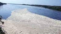 Asi Nehri'nde Toplu Balık &Ouml;l&uuml;mleri