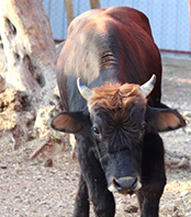 Ferdinand