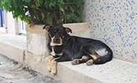 K&ouml;pekler Havladı Mahalle Karıştı