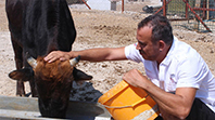 Levent, Haluk