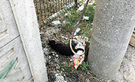 &Ouml;n Patileri Kesilen Kedi &Ouml;ld&uuml;