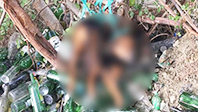 Ağaca Bağladıkları K&ouml;peğe Tecav&uuml;z Ettiler