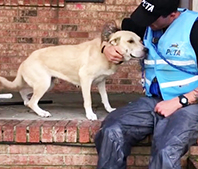 Evdeki K&ouml;peği Bırakıp Ka&ccedil;tılar