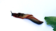 Katil Salyangoz