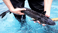 &Ccedil;in Mersin Balığı