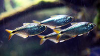 Meksika Tetrası