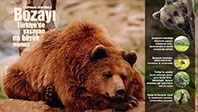 Ursus arctos