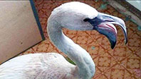 Yanlışlıkla Sibirya'ya G&ouml;&ccedil; Eden Flamingo