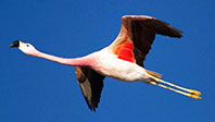 Dicle Nehri Üzerinde Bir Flamingo