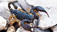 Euscorpius Italicus