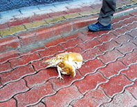 Konya'da Bulunan Pe&ccedil;eli Baykuş