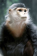 Langur Maymunu