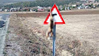 &Ouml;ld&uuml;r&uuml;ld&uuml;kten Sonra Trafik Levhasına Asılan Tilki